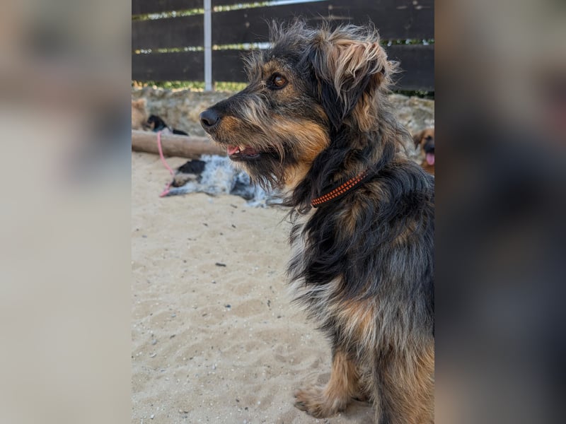Menschenbezogener Benno wartet in Portugal auf seine Menschen!