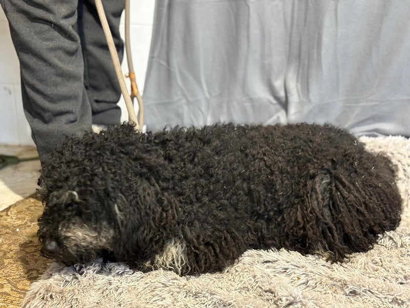 Samu sucht ein liebevolles Zuhause