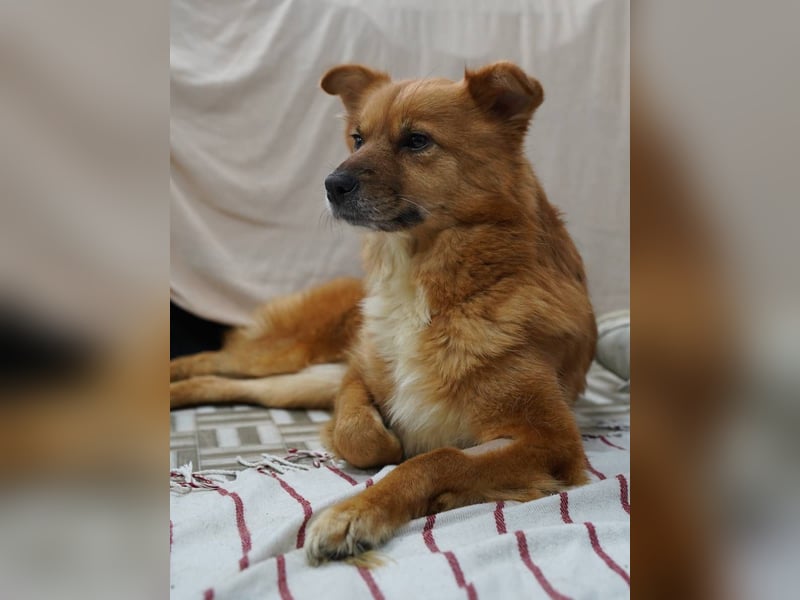 USARA, gelassene Hündin, 4 Jahre, ca. 48 cm, Mischling, Tierschutz Rumänien