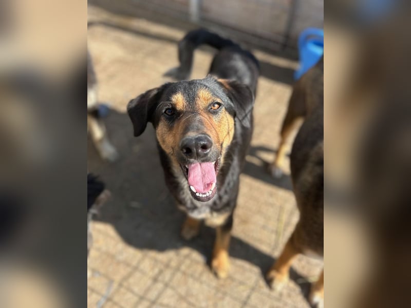 ⭐️EDO⭐️, Rüde, 1 Jahr, 50 cm, Mischling, Tierschutz