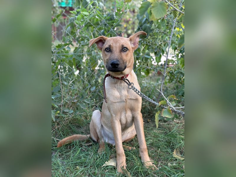 Vitold- Hast du ein warmes Körbchen für mich ?