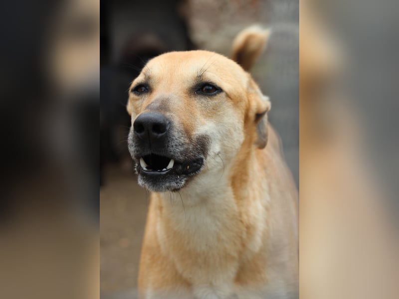 PIRA, sanfte Hündin, 3 Jahre, 46 cm, Mischling, Tierschutz