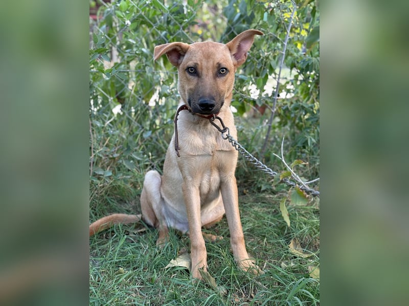 Vitold- Hast du ein warmes Körbchen für mich ?