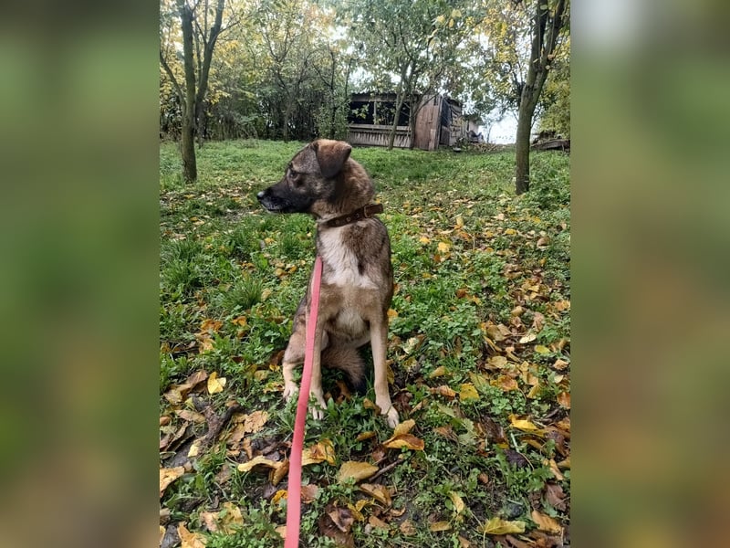 Kara Tierschutzhund sucht ein Zuhause