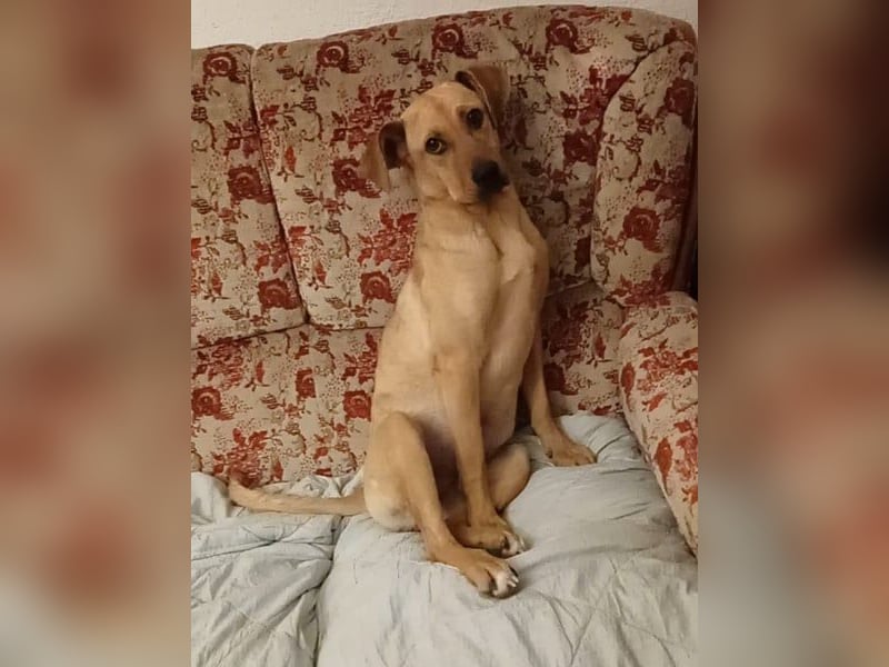 Aus der Tötung in Rumänien gerettet, nun sucht Nessy ein liebevolles Zuhause