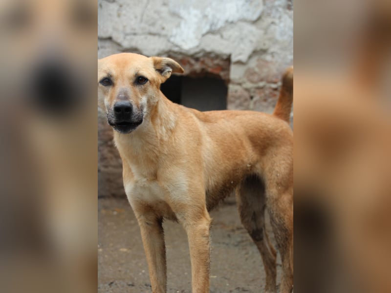 PIRA, sanfte Hündin, 3 Jahre, 46 cm, Mischling, Tierschutz