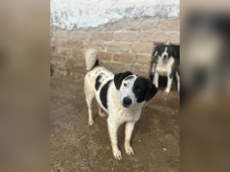 ⭐️SNOOPY⭐️, Spaßvogel und Spielkamerad, Rüde, 1 Jahr, 46cm, Mischling, Tierschutz