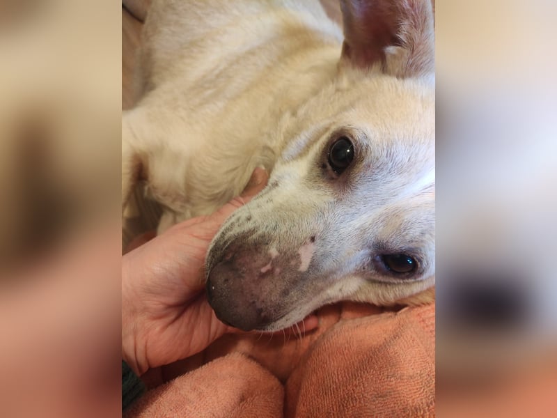 Pepe wartet in Augsburg