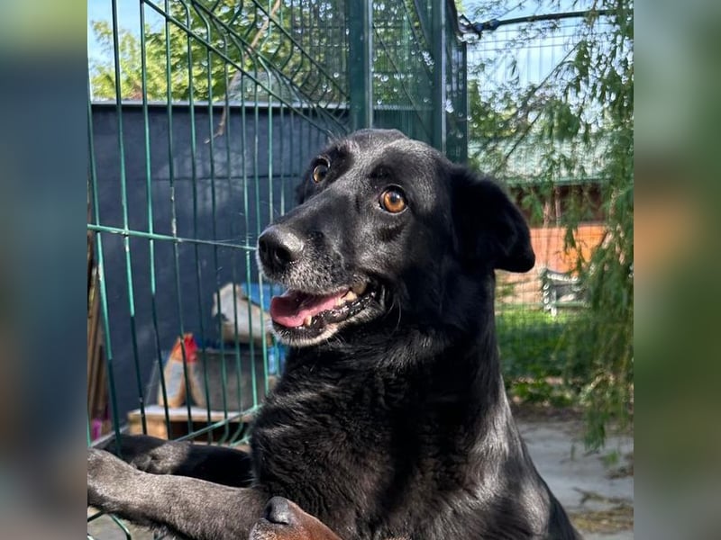 ⭐️TITA⭐️, liebevolle Hunde-Lady, 10 Jahre, 42 cm, Mischling, Tierschutz Rumänien