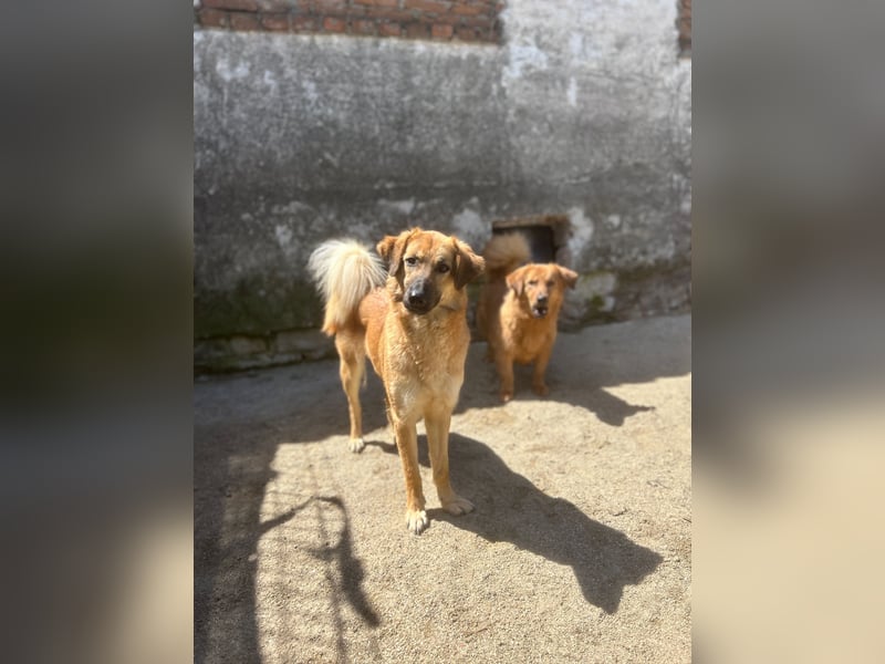 ⭐️DISSY⭐️, schöner Schatz, Hündin, 3 Jahre, 49 cm, Mischling, Tierschutz Rumänien
