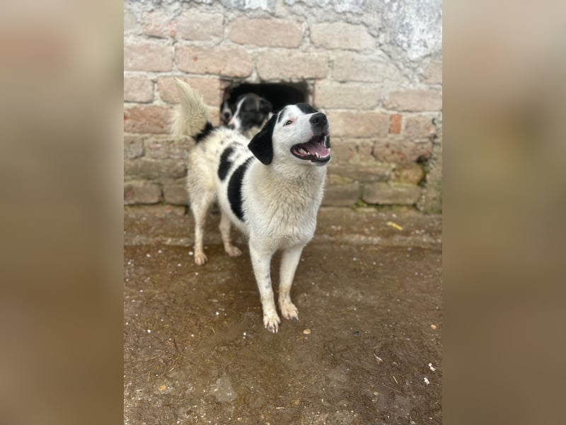 ⭐️SNOOPY⭐️, Spaßvogel und Spielkamerad, Rüde, 1 Jahr, 46cm, Mischling, Tierschutz