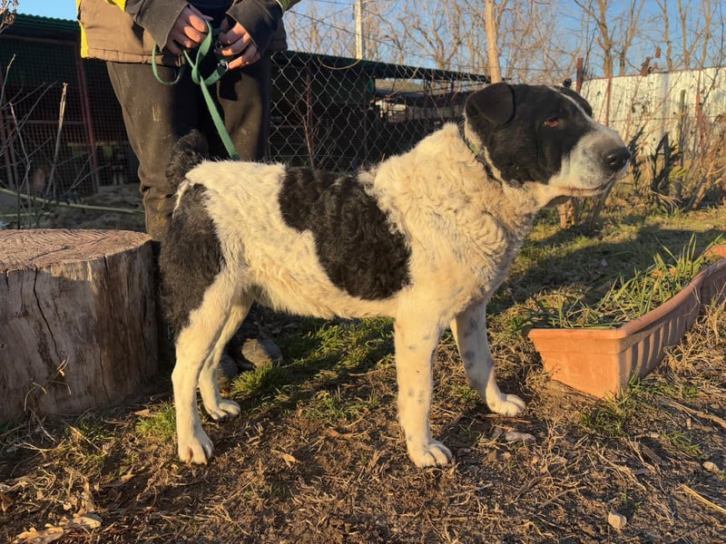 Rabies, ein Traumhund