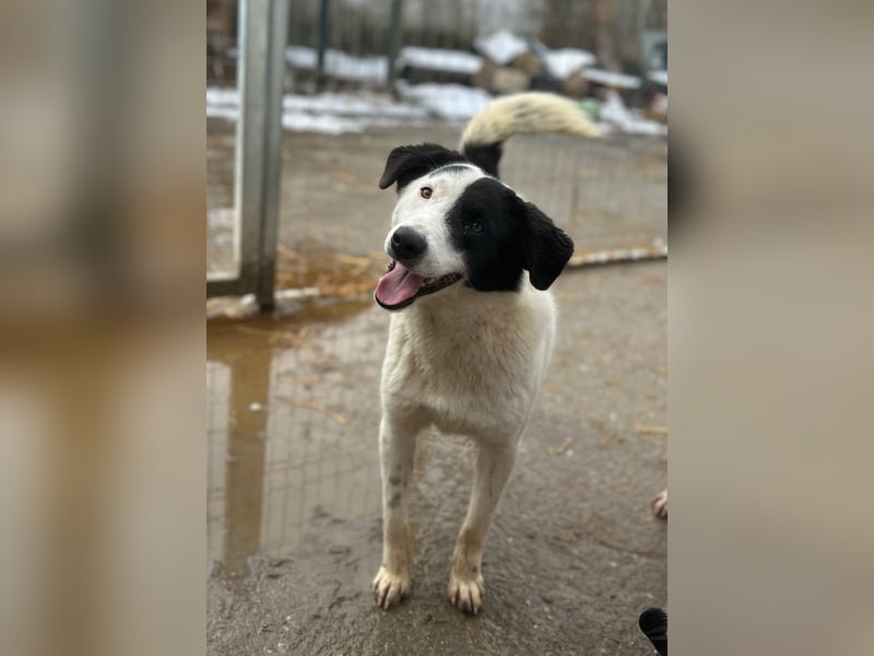 ⭐️SNOOPY⭐️, Spaßvogel und Spielkamerad, Rüde, 1 Jahr, 46cm, Mischling, Tierschutz