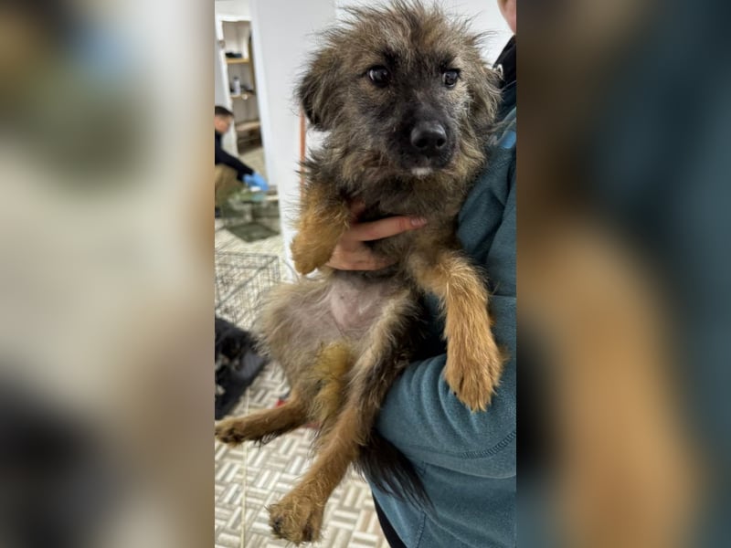 ⭐️Hearty⭐️, Herzensbrecherin, Hündin, 11 Monate, 38 cm, Mischling, Tierschutz