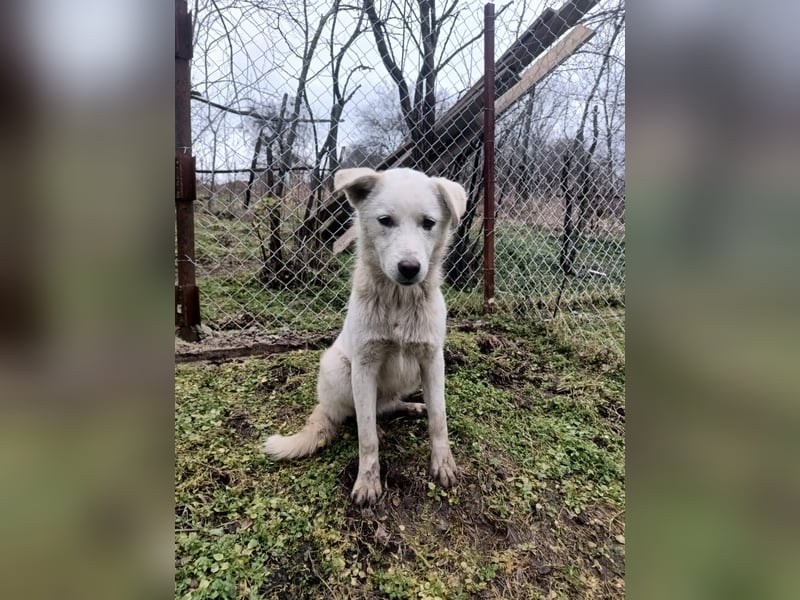 Zeus Tierschutzhund sucht ein Zuhause