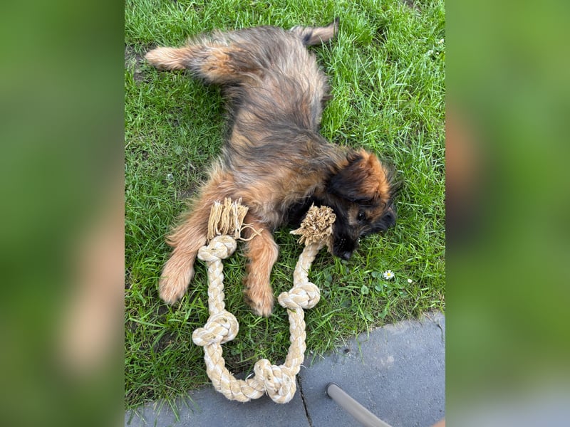 URSULET, süßer Frechdachs, 5 Monate, 28 cm, Pflegestelle Düsseldorf, Tierschutz Rumänien