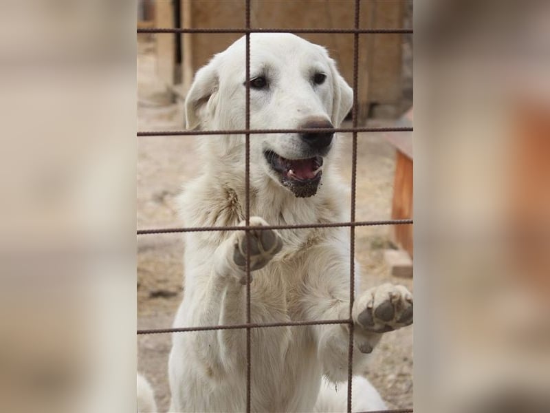 LOLA 2 vermisst ihre Schwester so sehr und möchte Rumänien ganz schnell verlassen