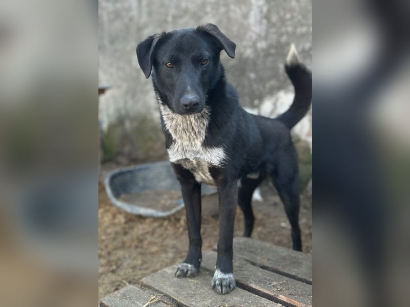 ⭐️SMOKY⭐️, sportlicher Rüde, 1 Jahr, 46 cm, Mischling, Tierschutz