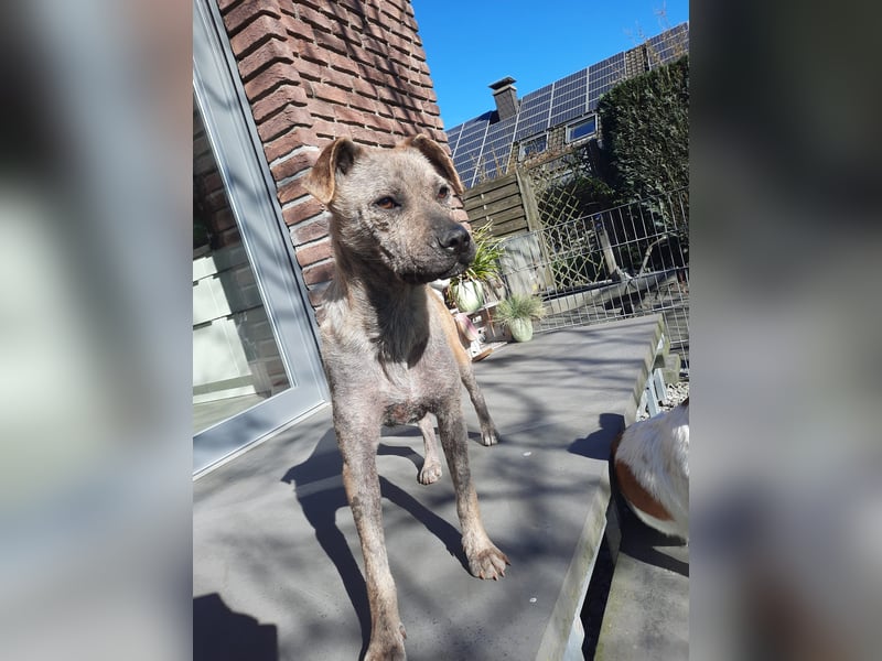 LIV, pure Liebe, 1 Jahr, 40 cm, Mischlingsmädchen, Tierschutz Rumänien, Pflegestelle 46359