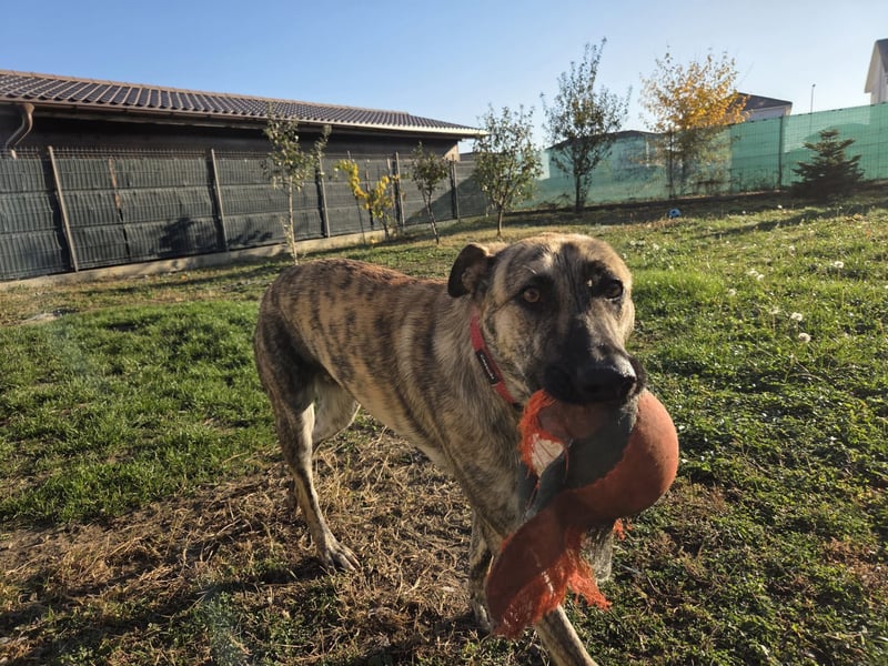 Tasha mag Kinder, ist aber kein Hund für Couchpotatoes- sie möchte Rumänien schnell verlassen