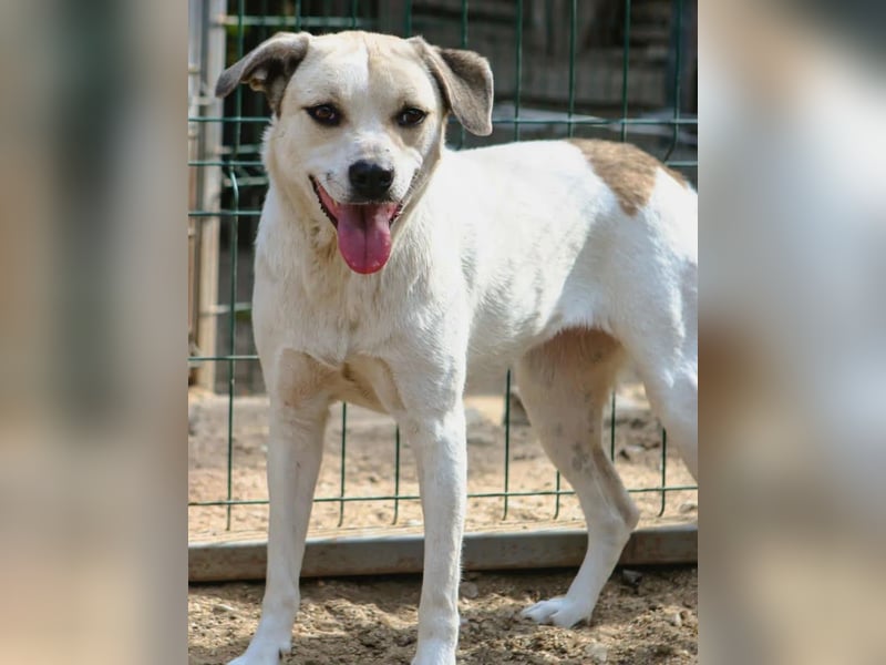 ⭐️CINDY⭐️, Hündin, 7 Jahre, 50 cm, Mischling, Tierschutz