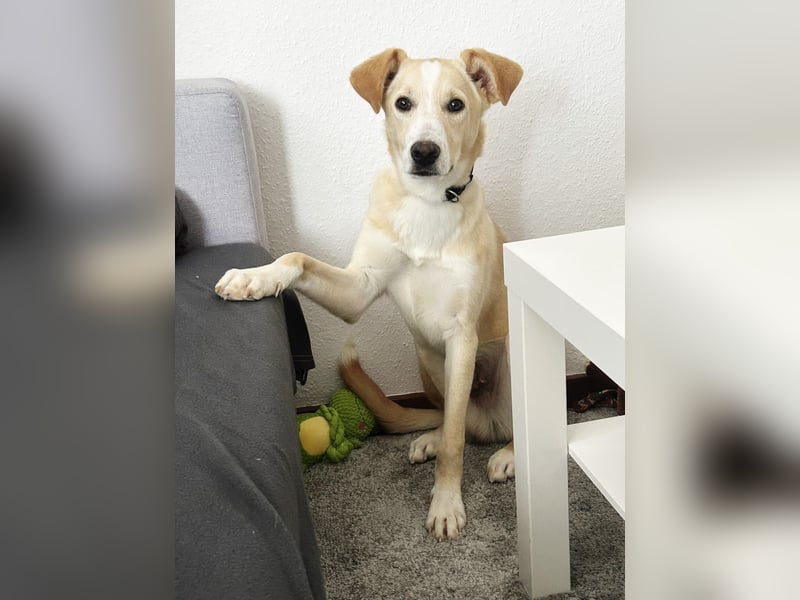 NURIAN, schüchterner Mischlingsjunge, 8 Monate, 45 cm, Pflegestelle 51503, Tierschutz Rumänien