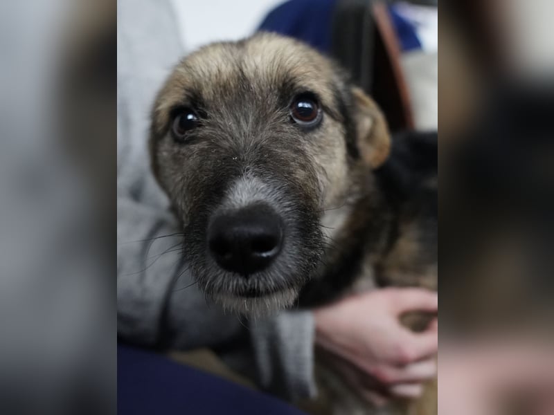 ⭐️OLIVIA⭐️, entspannte Hündin, 2 Jahre, 50 cm, Mischling, Tierschutz Rumänien