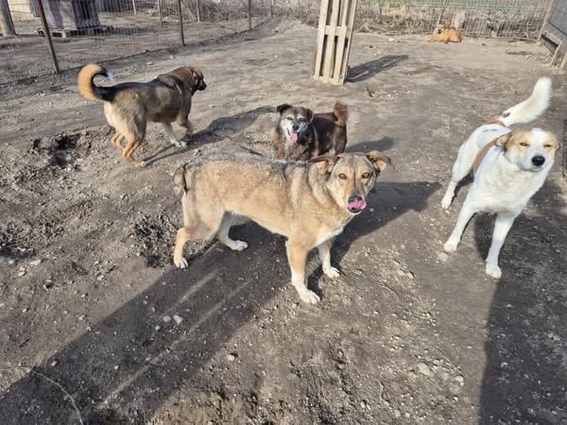 Hündin Bernstein stellt sich vor