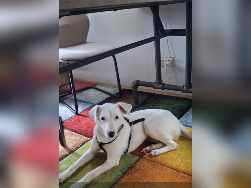 ARTEMIS, liebe Lakritz-Nase, 1 Jahr, 40 cm, Mischlingsmädchen, Tierschutz, Pflegestelle 53773