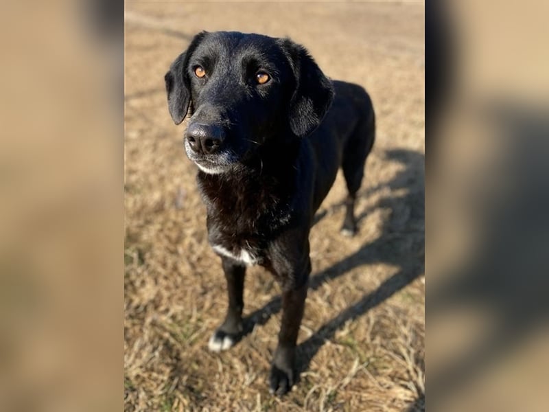 Africa, geb. ca. 01/2019, lebt in GRIECHENLAND, im städt. Tierheim Serres