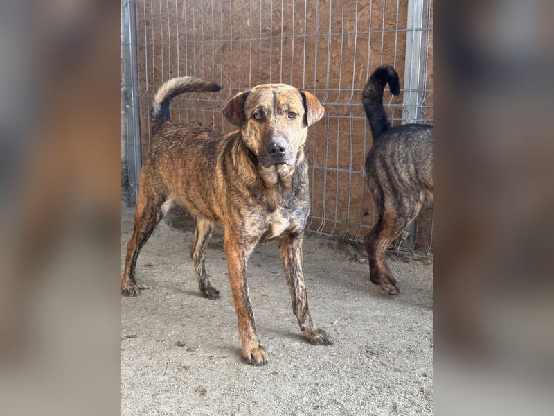 ⭐️ZICO⭐️, besonderes Seelchen, Rüde, 3,5 Jahre, 48 cm, Mischling, Tierschutz Rumänien