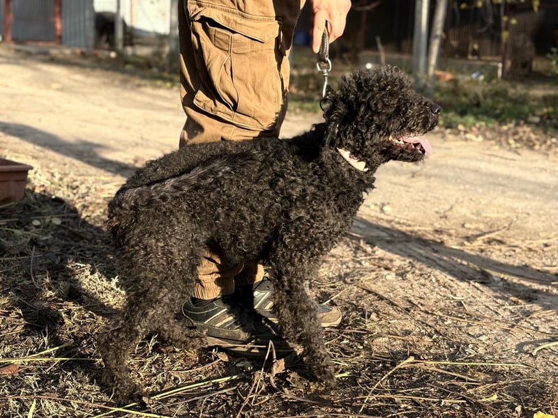 Felda - Sucht ihr Zuhause für immer!