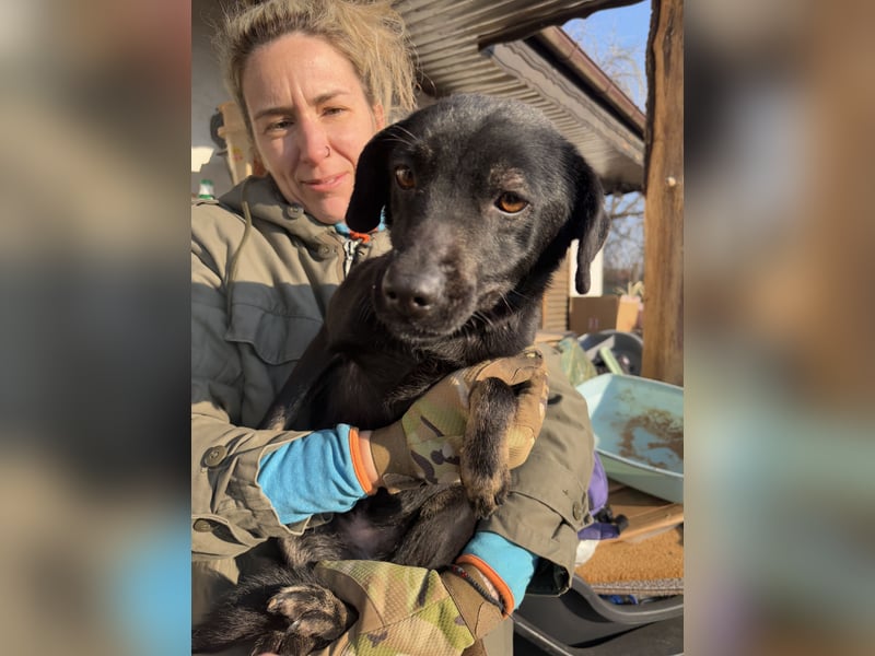 ⭐️BERYLL⭐️, für immer treu, Hündin, fast 3 Jahre, 41 cm, Mischling, Tierschutz