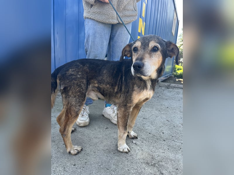 Akela möchte noch einmal Glück und Geborgenheit erleben