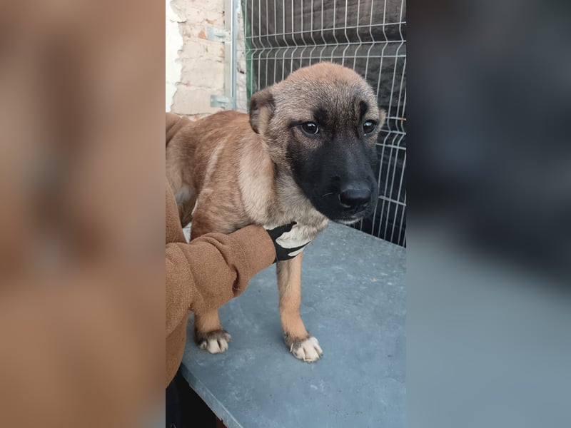 ⭐️TASCHA⭐️, Malinois-Mischling, Hündin, 9 Monate, 50 cm, Mischling, Tierschutz Rumänien