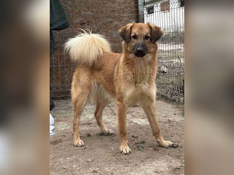 ⭐️DISSY⭐️, Hündin, 3 Jahre, 49 cm, Mischling, Tierschutz