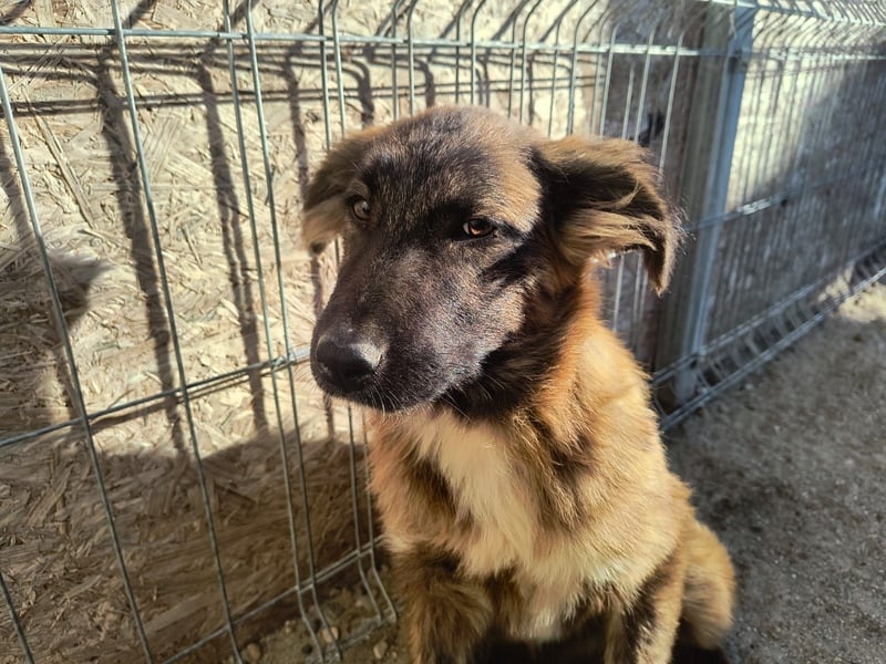 ⭐️CAJA⭐️, sanftes Welpenmädchen, 8 Monate, 40 cm, Mischling, Tierschutz