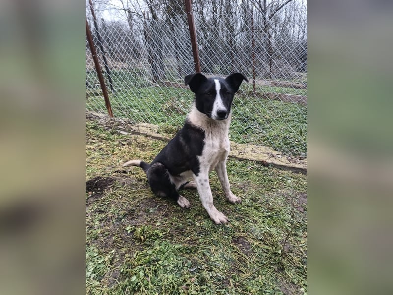 Ziko Tierschutzhund  sucht ein Zuhause
