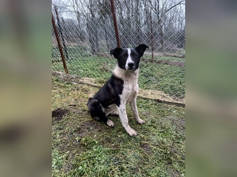 Ziko Tierschutzhund  sucht ein Zuhause