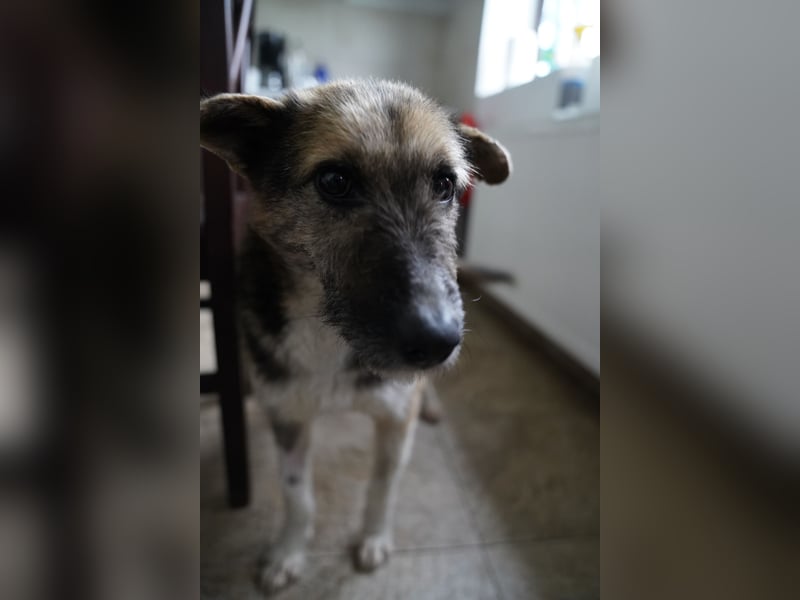 ⭐️OLIVIA⭐️, entspannte Hündin, 2 Jahre, 50 cm, Mischling, Tierschutz Rumänien