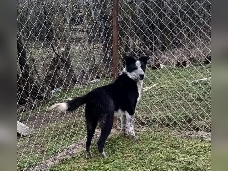 Zoro Tierschutzhund sucht ein Zuhause