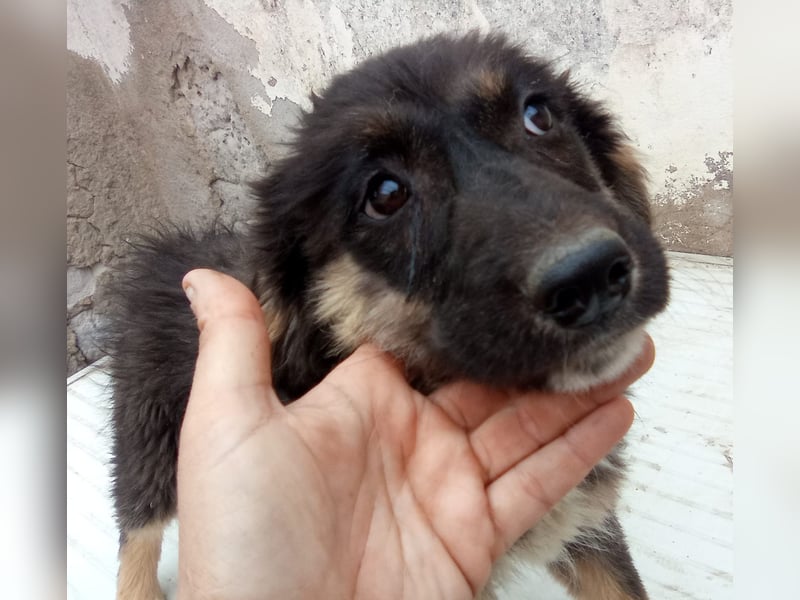 STELUTA, süßes Leckermäulchen, 3 Monate, 27 cm, Mischlingsmädchen, Tierschutz Rumänien