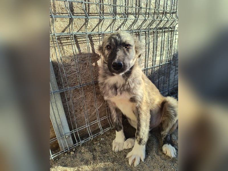 ⭐️HOPPI⭐️, fröhlicher Welpenmann, 8 Monate, 40 cm, Mischling, Tierschutz