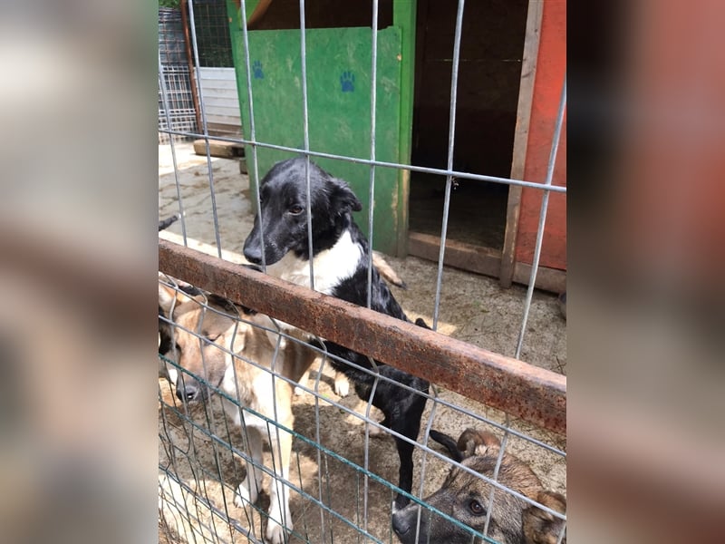 ARCHIE wartet auf sein zuhause