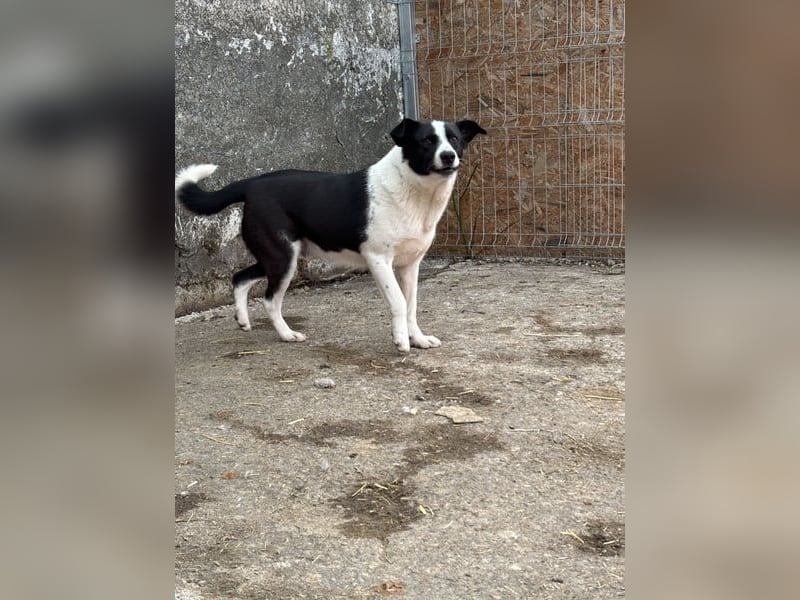 ⭐️PANDA⭐️, Rüde, 4 Jahre, 45 cm, Mischling, Tierschutz Rumänien