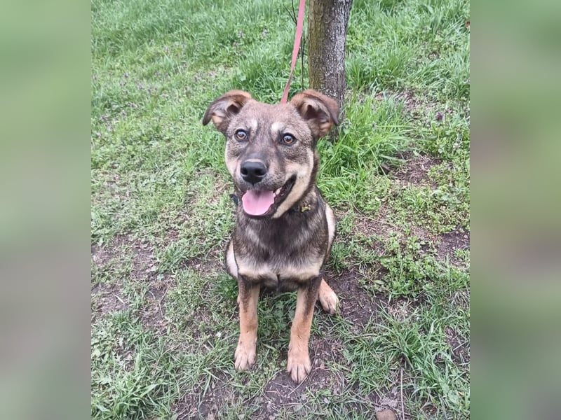 Buffy Tierschutzhund sucht ein Zuhause