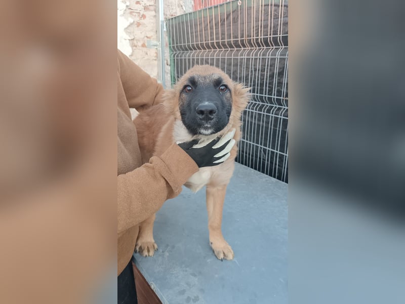 ⭐️TUTU⭐️, Malinois-Mix, Hündin, 8 Monate, ca. 53 cm, Mischling, Tierschutz