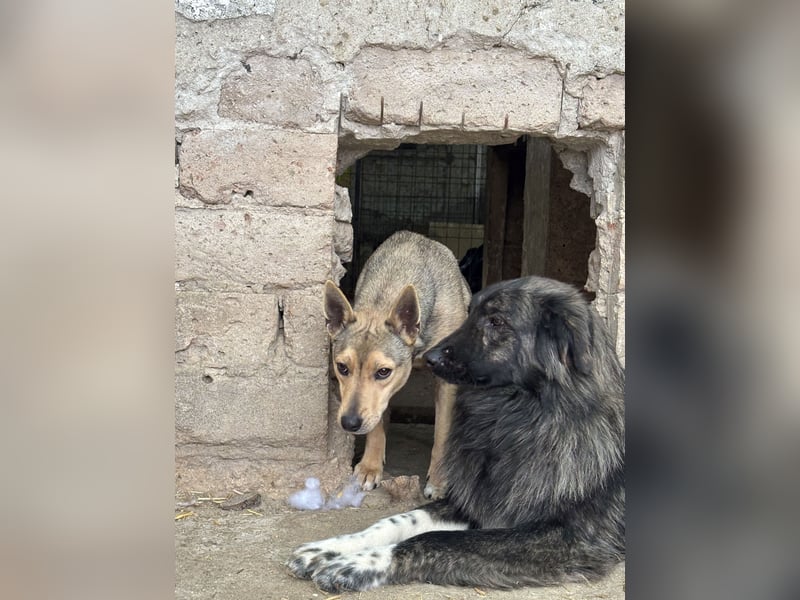 ⭐️ORFI⭐️, reizender Hundejunge, 2 Jahre, 42 cm, Mischling, Tierschutz