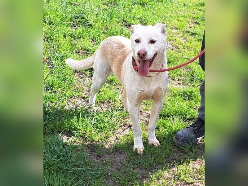 Rüde Jasper, ein Bub in den besten Jahren , möchte Rumänien verlassen