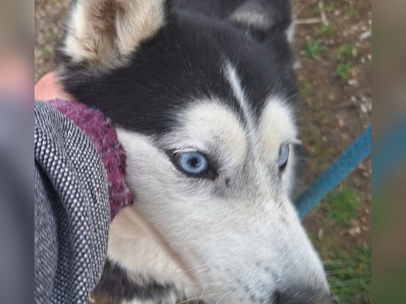 Huskyherz sucht Menschen, die ihre Sprache sprechen